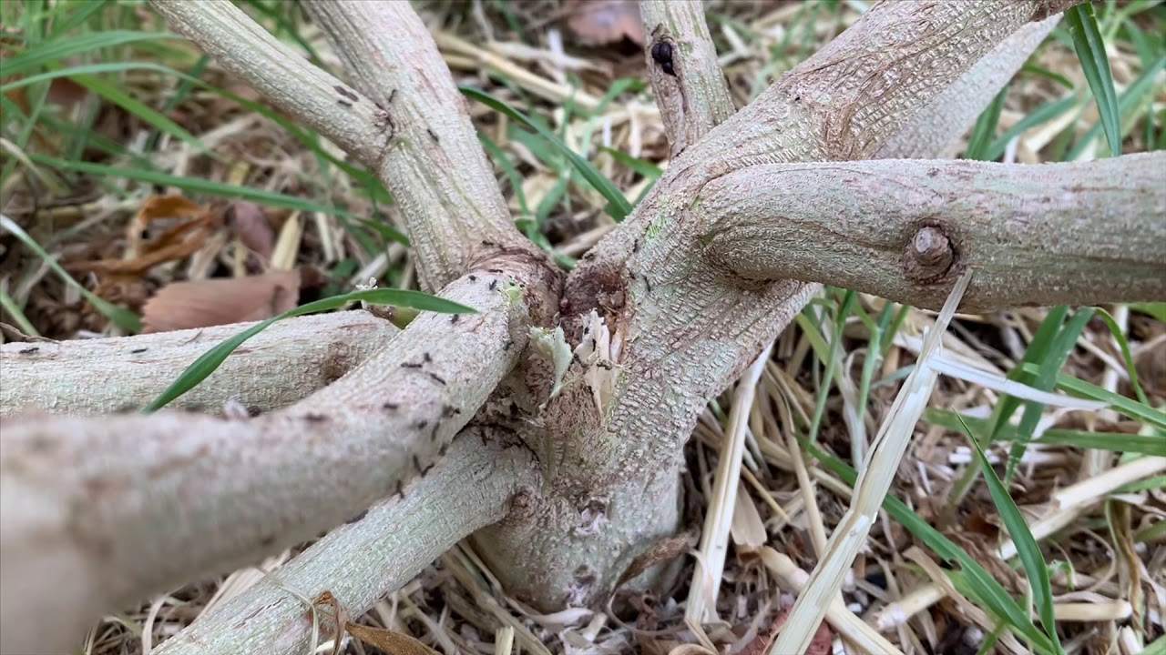 2019 Outdoor Grow 🌱 Stay Harvesting 🤘🏼