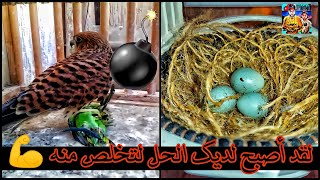 تقديم بيض لإناث الكناري للحضن وحل مشكل طائر الساف الذي يأكل العصافير ?