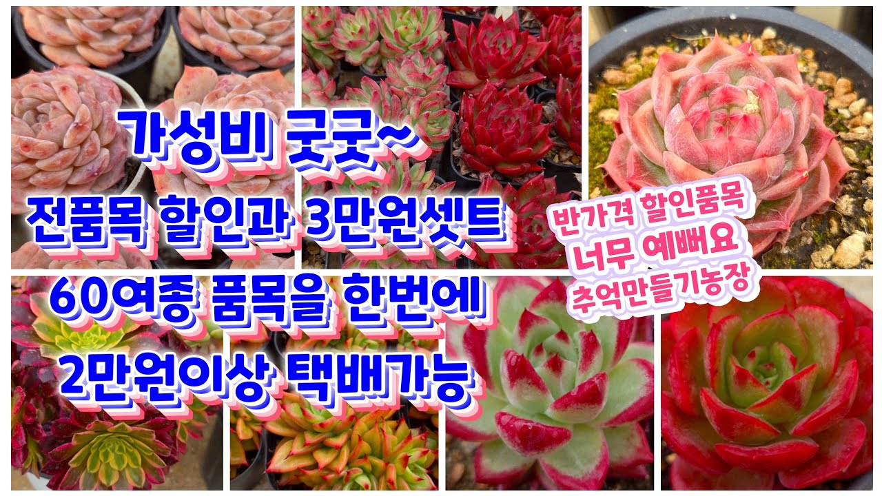 가성비 굿굿! 전품목 할인다육과 3만원셋트 까지~2만원 이상 택배까지, 60여가지 다육이를 한자리에, 추억만들기 농장