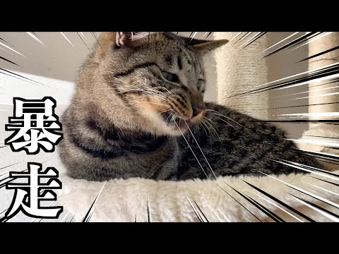 ねこくみゃちゃんケープ クロ 6/20削除 ねこくみゃちゃんケープ