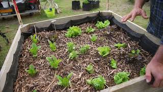 Tips On Liquid Feeding Your Veggies