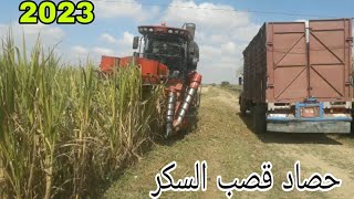 كيفية قلع قصب السكر بآلة في الغرب بالمغرب 2023