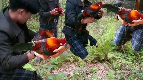 ใส่กับดักไก่ป่ายังไม่ตายสุดยอด cuab qai qu mag zoo hee