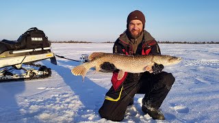 видео: Заболотье. Зимняя рыбалка, трофейные окуни и жизнь в палатке. картинка: Заболотье. Зимняя рыбалка, трофейные окуни и жизнь в палатке.