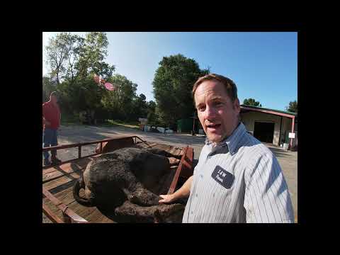 Video: Carne de vită de cap de cătină se vinde publicului?