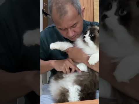 Video: Cara Menghentikan Kucing Dari Penyemprotan di Rumah