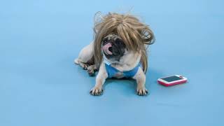 National Love Your Pet Day (Keep It Here TV Spot, February 19, 2022)