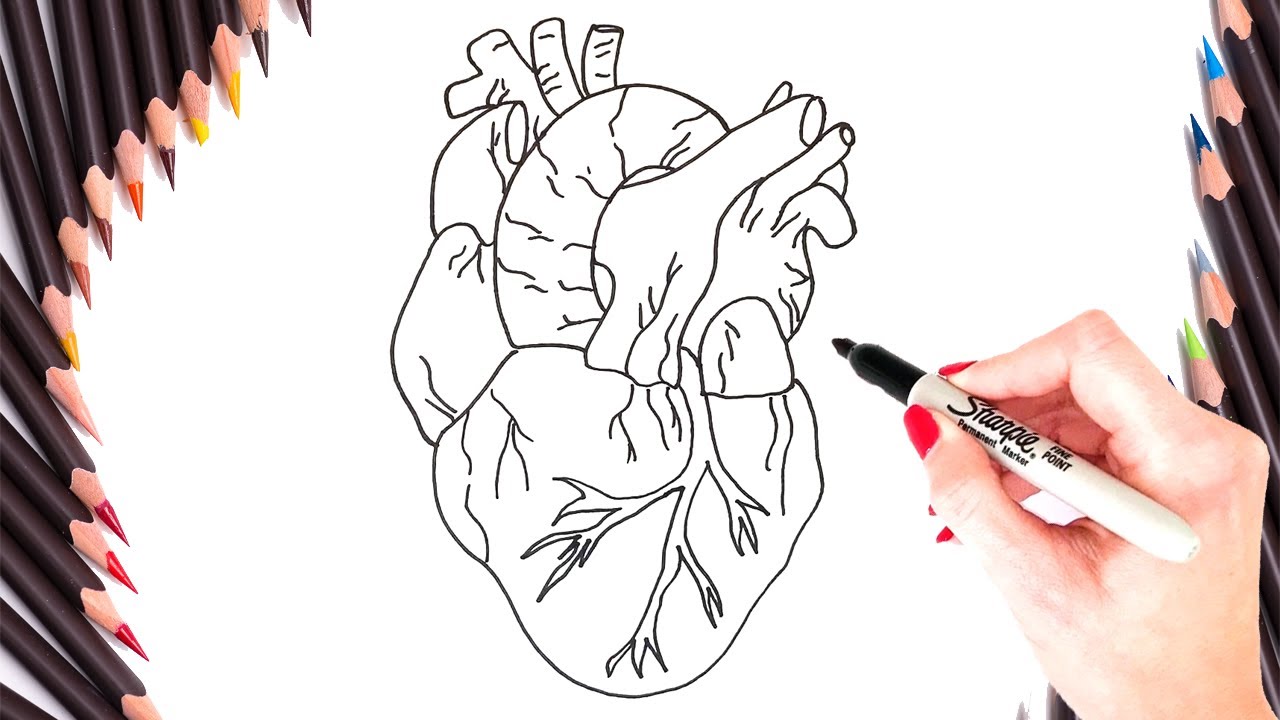 How To Draw A Human Heart Step By Step - Human Heart Drawing EASY - YouTube