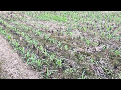 Cara Menanam Jagung Dengan Sistem Tot Petani
