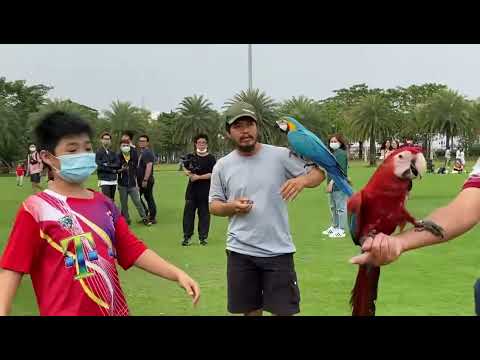 Video: Palm Cockatoo