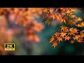 3 Hours of Enchanting Autumn Nature Scenes - Relaxing Piano Music for Stress Relief