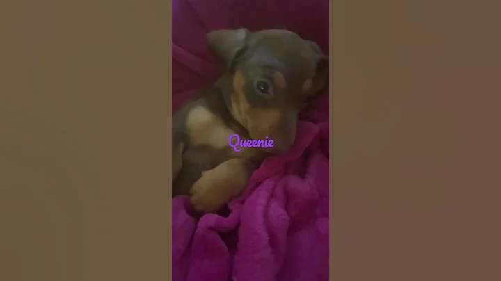 Queenie my dashund