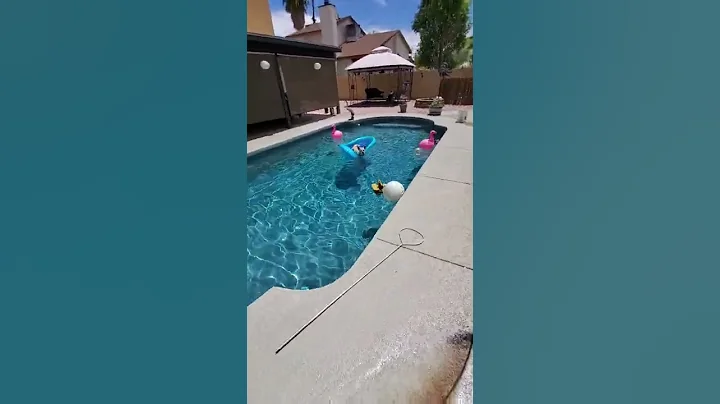 water dogs