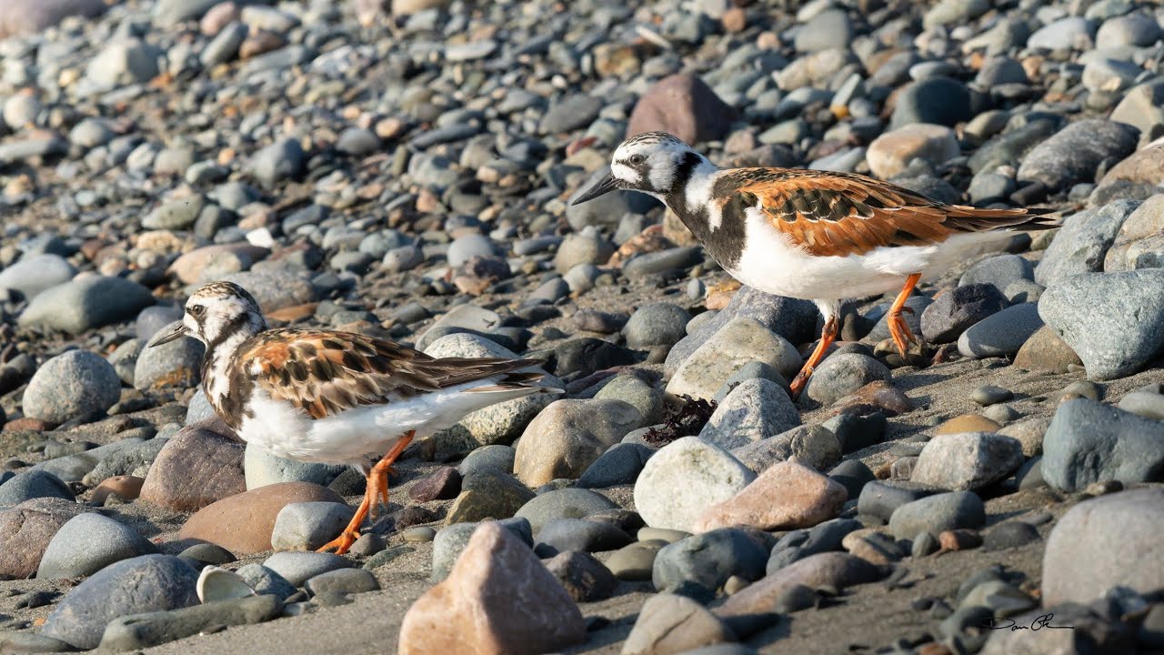 Why the name, Ruddy Turnstone? | Prettiest Shore Bird
