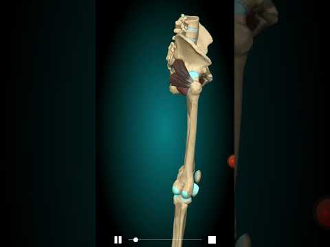 Quadratus femoris #medicalstudent