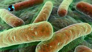 Что такое заразные болезни? / What is contagious disease? Что такое заразные болезни? / What is contagious disease?
