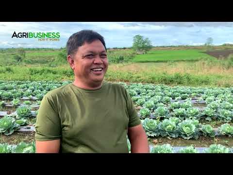 Video: Paano Mapalago Ang Mga Punla Ng Repolyo Sa Isang Greenhouse