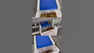 Dates processing machinery jujube sorting grading machine cherry tomato sorter grader classifier