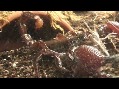 KAISERSKORPION / PANDINUS IMPERATOR / EMPEROR SCORPION