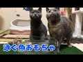 泳ぐ魚のおもちゃに夢中な猫たち!!