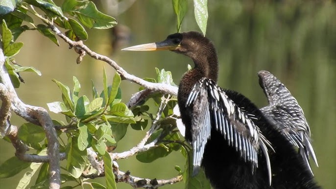 Biguatinga, Anhinga (Nome em inglês) Anhinga anhinga (Nome …