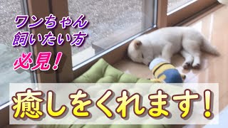 【柴犬】生後65日の柴犬　ワンちゃんを飼いたい方、飼ってる方、飼ってた方にぜひ見てほしいです！こんなカワイイ姿に癒されます！
