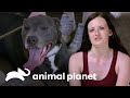 Casal quer adotar filhote antes de se tornarem pais | Pit bulls e condenados | Animal Planet Brasil