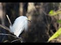 Wildlife Photography - Florida Everglades Day 1