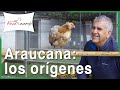 Los orígenes de la raza de gallina Araucana - Gallina Mapuche 💙Huevos azules