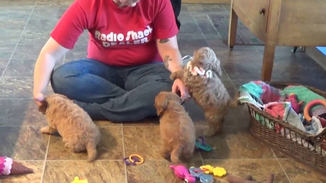 Wally, Wynona, Winni and Wilma cavapoo from www.KingdomDogs.com doodle معنى