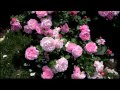 The Rose - Gheorghe Zamfir The Rose - Gheorghe Zamfir