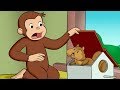 Curious George 🐵For The Birds 🐵Full Episode🐵 Cartoons For Kids 🐵 Kids Movies