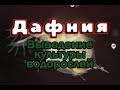 Дафния. Выведение культуры.