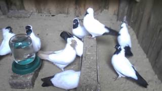 Голуби Німецькі хрестові монахи . Pigeons German nun