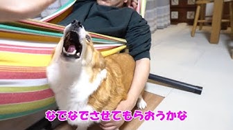 怒る犬 Youtube 怒る犬 Youtube