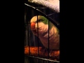 quaker parrot talking