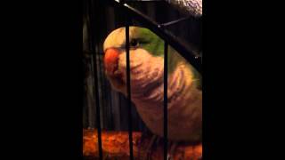 quaker parrot talking