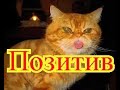 Смешные коты. Позитив.Создай себе хорошее настроение