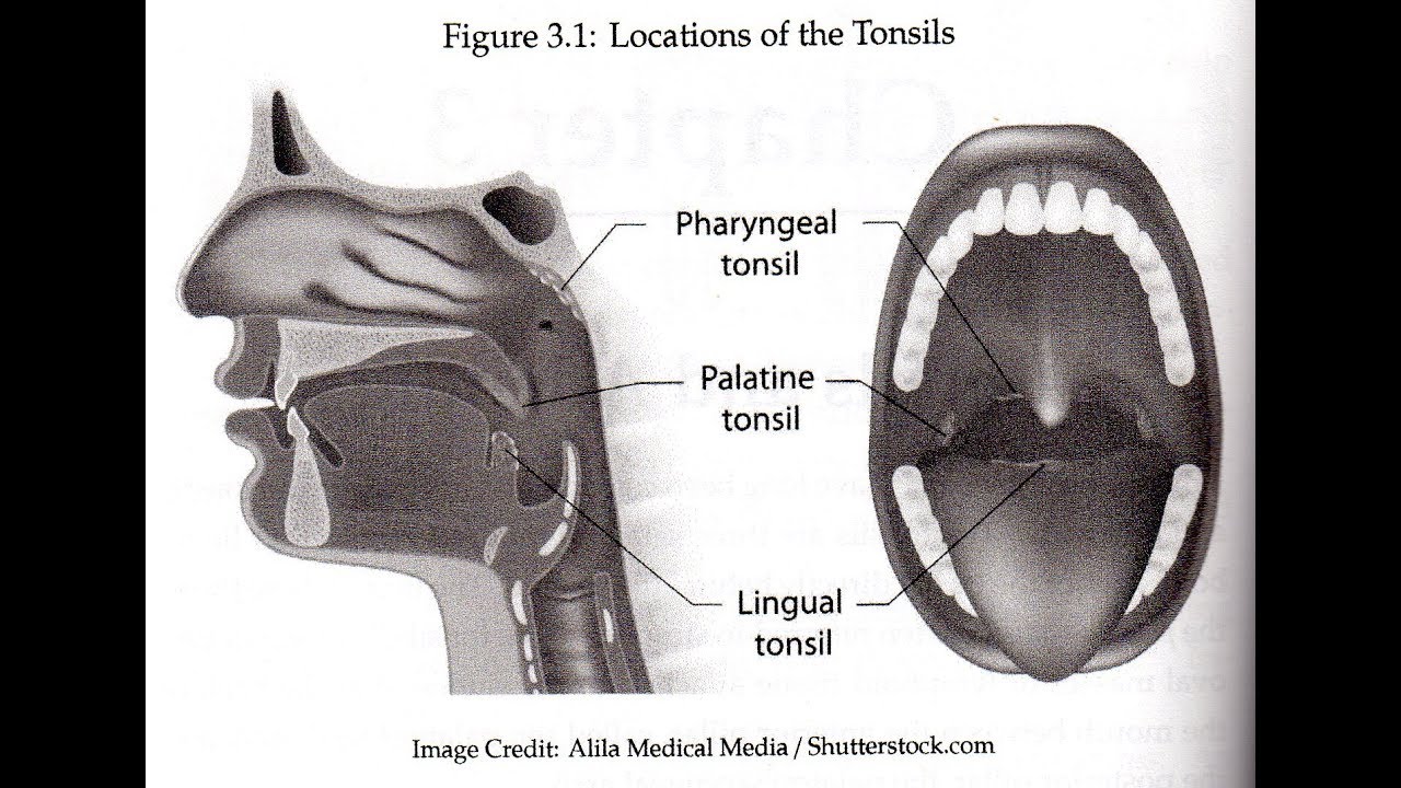 Tonsils