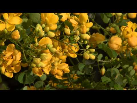 Video: Informácie o Cassia Tree: How Hardy Is A Cassia Tree in the Garden