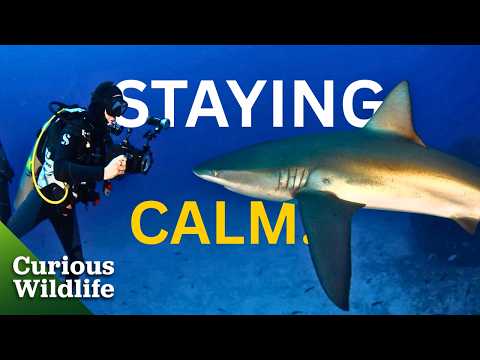 Sharks: Monster of the Media