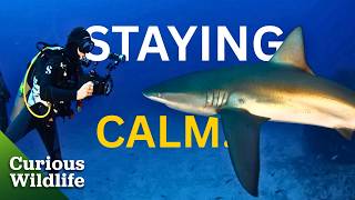 Sharks are NOT as Dangerous as we think? | Sharks: Monster of the Media | FULL Documentary