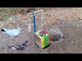 Amazing Bird Catching Technique (Bird Trap) with Pipes, Carton and Basket