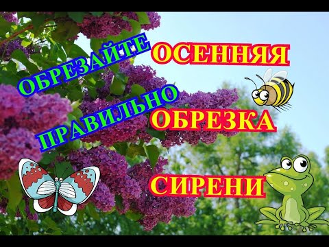 ОСЕННЯЯ ОБРЕЗКА СИРЕНИ - обрезайте сирень правильно !