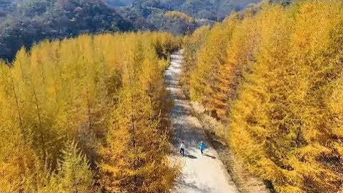 Autumn Turns Chinese Woods into Wonderlands of Colors - DayDayNews