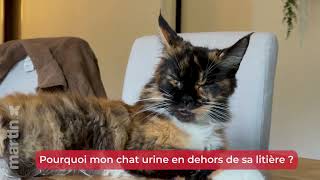 🐱 Pourquoi mon chat urine en dehors de sa litière ? 🐾 – Minute Papillon EP.14