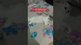 Billi Ke Ane Se Rizak Main Barkat Hoti Hai🤗 #cat #catlovers #catshorts #facts #viral #shortsvideo