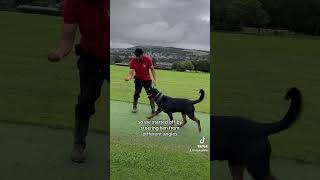 Leash pulling Rottweiler fixed.