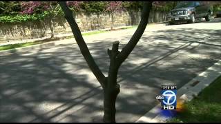 Vandals destroy trees in NW