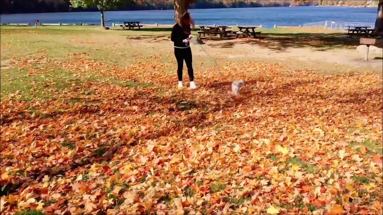 Fall Fun - YouTube